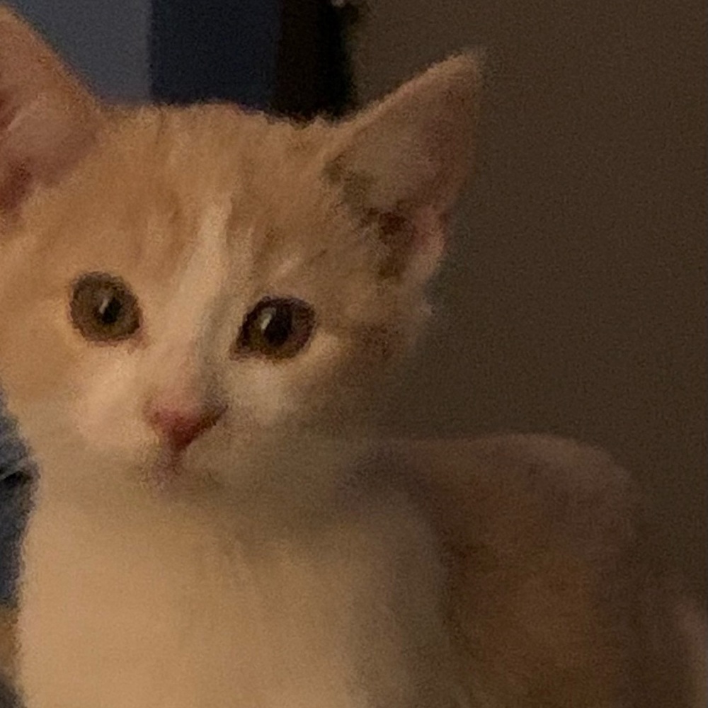 Meet your Posher, Catalina